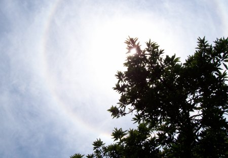 Ring Around the Sun - ring, around, tree, sun