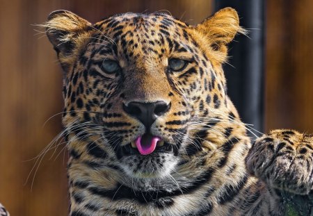 Leopard - leopard, sleepy, cute, beautiful, cat, sleeping, kitty, cats, hat, cat face, paws, face, animals, pretty, beauty, sweet, kitten, lovely