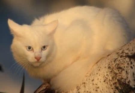 White cat - sleepy, cute, beautiful, cat, sleeping, kitty, cats, hat, cat face, paws, face, animals, pretty, beauty, sweet, kitten, lovely