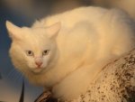 White cat