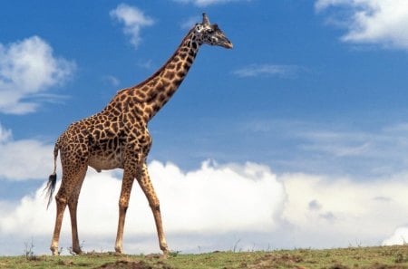 Giraffe - nature, giraffes, entertainment, sky, other, animals