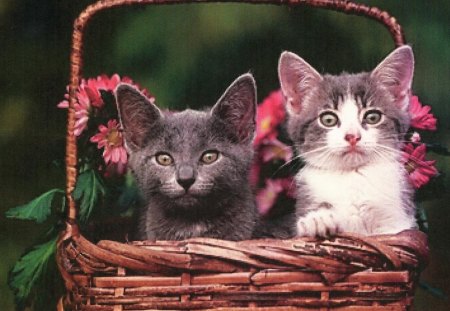 Two kittens in a flower basket - brown, pink, kittens, feline, flowers, basket