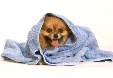 Little dog - funny, blanket, looking, dog