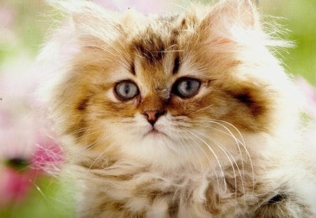 A fluffy kitten - feline, cute, fluffy, kitten