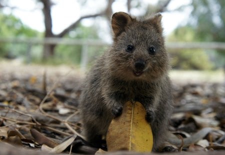 Hamster - tree, animal, hamster, animals