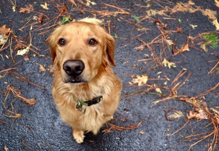 Dog autumn - face, pretty, playful dog, cute, animals, beauty, beautiful, sweet, puppy, bubbles, playful, dogs, puppies, pay, lovely, dog face