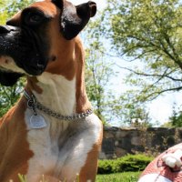 Dog and ball