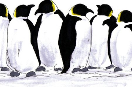 Dude - haircut, penguins, black and white, snow, humour