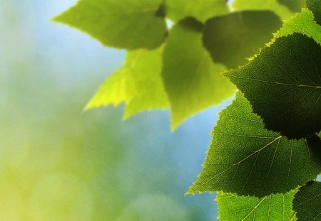 Bliss - summer, spring, leaves, abstract, blue, fresh, sky, new, green