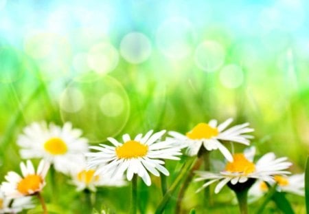 Lovely daisies - nice, beauty, sunshine, freshness, delicate, greenery, meadow, field, bubbles, pretty, green, daisies, grass, rays, fresh, light, tender, lovely, nature, glow, sinliht, beautiful, flowers