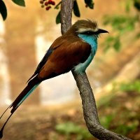 Blue belly bird