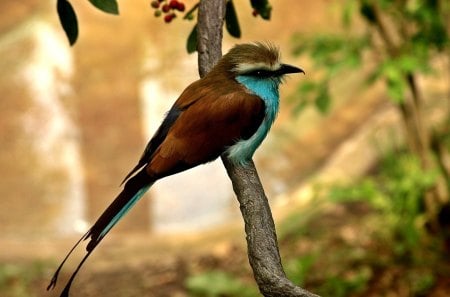 Blue belly bird - bird, trees, belly, blue, brown, beautiful, forest, animal, wings, beak, feathers