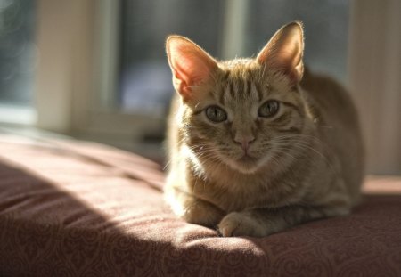 Cat - sleepy, cute, beautiful, cat, sleeping, kitty, cats, hat, cat face, paws, face, animals, pretty, beauty, sweet, kitten, lovely