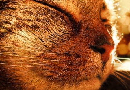 Cat - sleeping, beauty, cat face, hat, animals, sleepy, paws, face, pretty, cute, cat, kitty, lovely, kitten, cats, beautiful, sweet