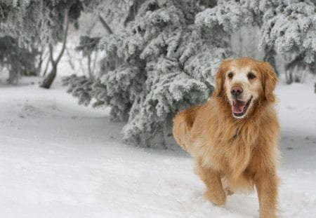 Winter dog - face, pretty, playful dog, cute, animals, beauty, beautiful, sweet, puppy, bubbles, playful, dogs, puppies, pay, lovely, dog face