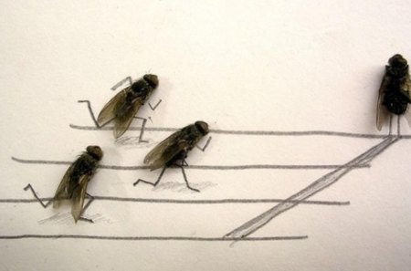 Funny scenes from the life of the dead flies ... - wp, dead flies, idea, art, creative