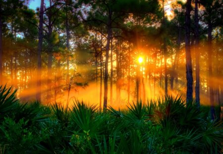 Sunrise at pine forest - nice, dazzling, trees, pine, sunset, shine, pretty, grass, rays, sunlight, light, summer, lovely, nature, glow, forest, beautiful, sunrise