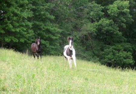 A summer run - horses, summer, galloping, beautiful