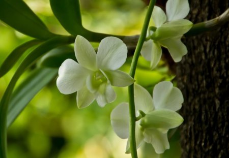 Lovely white flower - nice, greenery, lovely, nature, white, rare, forest, pretty, beautiful, leaves, green, tree, flower