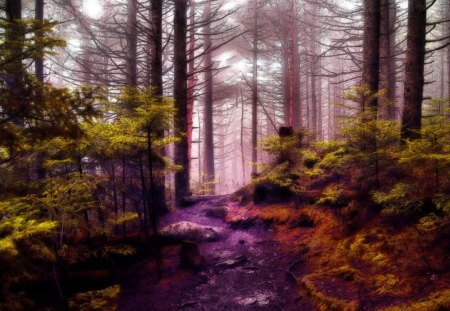 âœ°Praise The Magnificent Forestâœ° - rocks, stock images, rocky, beautiful, grass, splendid, forests, passages, fog, nature, mist, colorful, premade, magnificent, tranquility, cool, praise, timberland, dry trees, resources, lovely, splendor, woods, backgrounds, trees, colors, calm