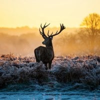 HDR Deer