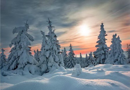 Soft dawn - sky, pink, winter, trees, dawn, snow