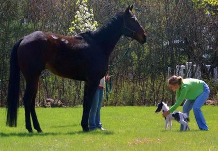 Size - horses, black, black and white, small, large