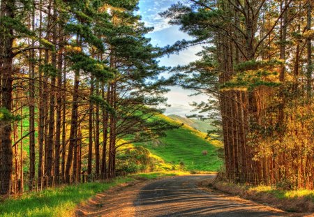 fabulous country road in sunshine hdr - forest, road, hills, hdr, sunshine