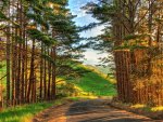 fabulous country road in sunshine hdr