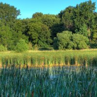 wetlands in a minnesota refuge