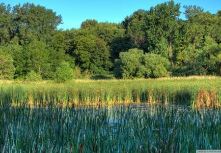 wetlands in a minnesota refuge - reeds, trees, wetland, grass