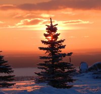 gorgeous sunset on fir trees in winter