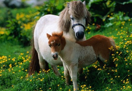 Baby horses - horses, yellow, forest, greenery, babies, flowers, grass