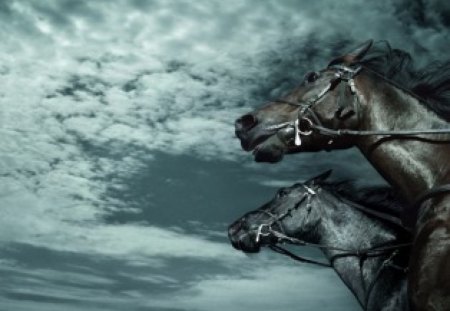 Gloomy afternoon - horses, sky, war, clouds, standing, afternoon, black