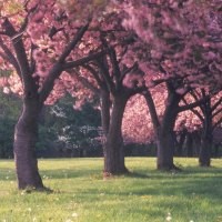 Blossoming trees