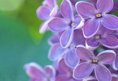 Purple lillacs - purple, background, delicate, flowers, lillacs, nature, blue