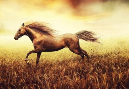 Running out - sky, gloomy, running, field, brown, art, war, horse, lonely, golden