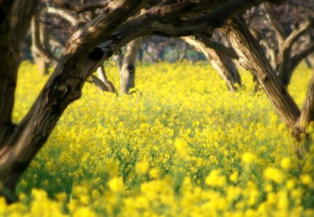 Spring morning - trees, blossoms, fields, spring, grass, meadow