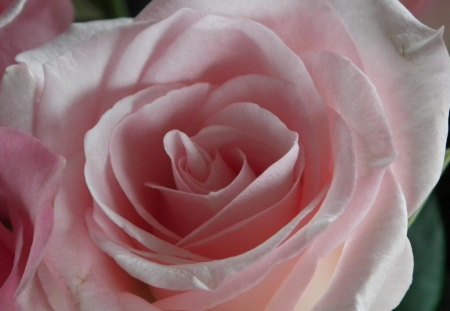 Pink Rose - nature, rose, flower, pink