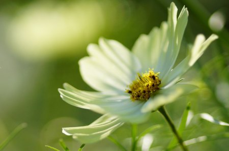 *** White cosmea *** - white, nature, flowers, cosmea