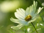 *** White cosmea ***