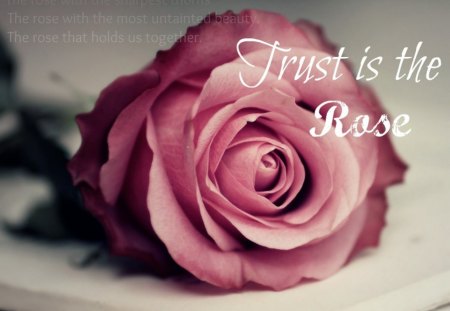 Trust is the Rose - red, flower, book, rose, quote, trust