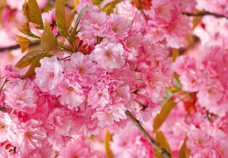 *** Blooming trees *** - flowers, blooming, trees, nature