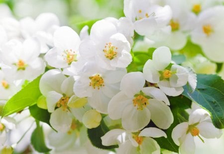 *** Blooming trees *** - white, blooming, flowers, trees, nature