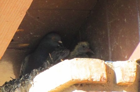 Mommy and baby - roof, nest, baby, pigeon, nestling, family, mother, wild birds