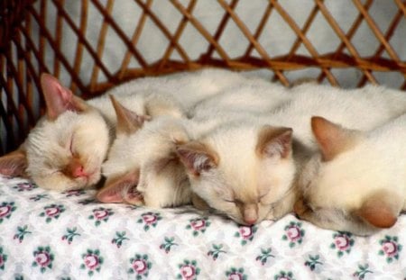 cute kittens - cute, cats, kittens, animals