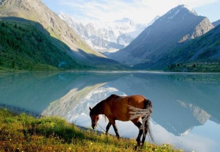 Beside the mountain reflections - frosty, lake, winter, walking, field, mountains, horse, sunny, grass