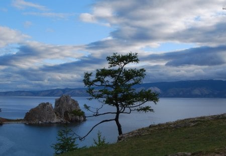 The Lonely Tree By The Sea - clouds, shore, water, sea, ocean, tree, sky