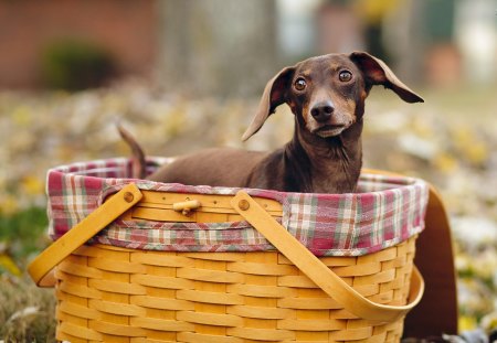 Dachshund In A Basket - brown, adorable, dog, dachshund, animal, pet, basket, cute