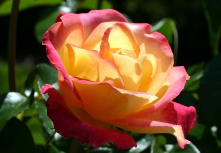 rose - brilliant, yellow, rose, beautiful